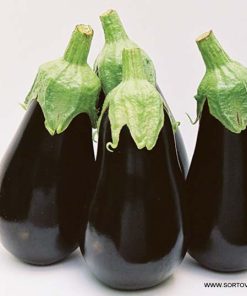 Патладжан Black Pearl F1 (Черна Перла F1) – Хибрид за рекордни добиви