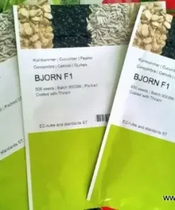 Краставици Bjorn F1 (Бьорн F1) – Ранен корнишон за различни условия