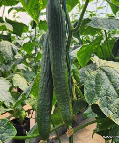 Краставици Dreamliner F1 (Дриймлайнер F1) – Гъвкав хибрид за пролетно-лятно производство