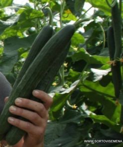 Краставици Defense F1 (Дефенс F1) – Дългоплоден хибрид без аналог за целогодишно производство