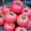 Домати Dimerosa F1 (Димероса F1) – Ранен розов хибрид за зимно производство