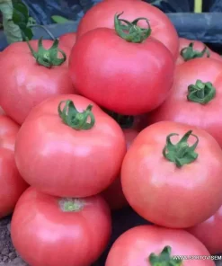 Домати Dimerosa F1 (Димероса F1) – Ранен розов хибрид за зимно производство