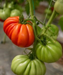 Домати Grifon F1 (Грифон F1) – Червеният хибрид от градински тип