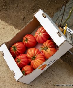 Домати Grifon F1 (Грифон F1) – Червеният хибрид от градински тип