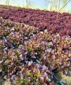 Салата Камарде F1 (Camarde F1) професионални семена