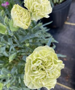 Карамфил Dianthus Flow® Apella Beach (В контейнер)