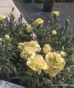 Карамфил Dianthus Flow® Apella Beach (В контейнер)