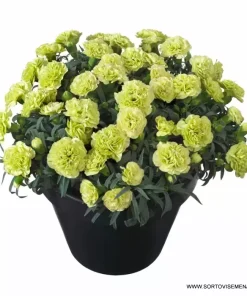 Карамфил Dianthus Flow® Apella Beach (В контейнер)