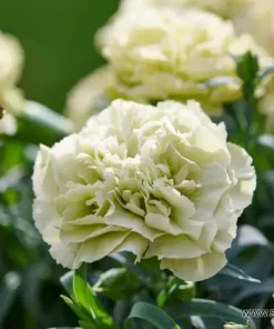 Карамфил Dianthus Flow® Apella Beach (В контейнер)