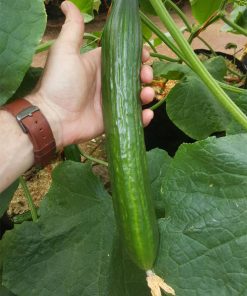 Краставици Kodiak F1 (Кодиак F1) – Наследникът на Дефенс за рекордни добиви