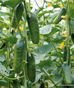 Краставици Excelsior F1 (Екселсиор F1) – Продуктивен корнишон с отлично качество