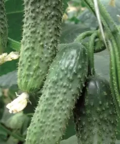 Краставици Excelsior F1 (Екселсиор F1) – Продуктивен корнишон с отлично качество