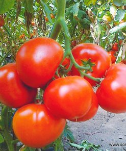 Домати Belfast F1 (Белфаст F1) – Универсален червен хибрид