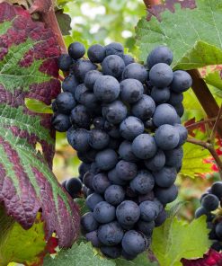 Лоза сорт Дорнфелдер - Червен винен сорт