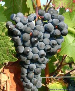 Лоза сорт Дорнфелдер - Червен винен сорт