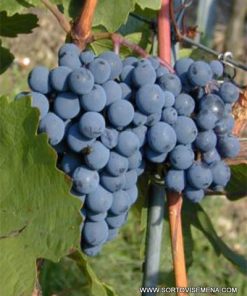 Лоза сорт Дорнфелдер - Червен винен сорт