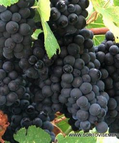 Лоза сорт Евмолпия - Червен винен сорт