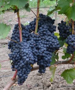 Лоза сорт Евмолпия - Червен винен сорт