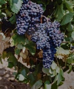 Лоза сорт Евмолпия - Червен винен сорт