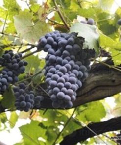 Лоза сорт Евмолпия - Червен винен сорт