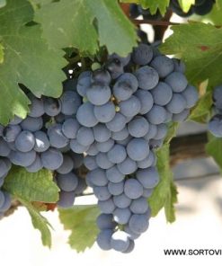 Лоза сорт Евмолпия - Червен винен сорт