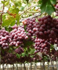 Лоза сорт Ред глоб - Червен десертен сорт