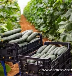 Краставици реколта