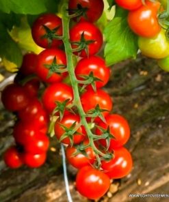 Чери Домати Sakura F1 (Сакура F1) – Превъзходен вкус и качество