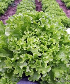 Салата Фийонк F1 (FiyonkF1) професионални семена пелети