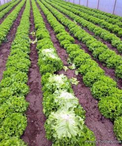 Салата Фийонк F1 (FiyonkF1) професионални семена пелети