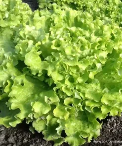 Салата Отис F1 (Otis F1) професионални семена пелети