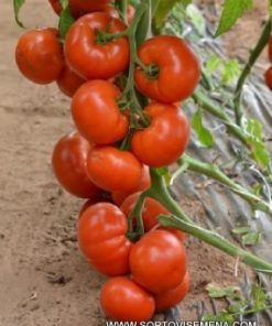 Домати Rally F1 (Рали F1) – Супер ранен и супер едър хибрид