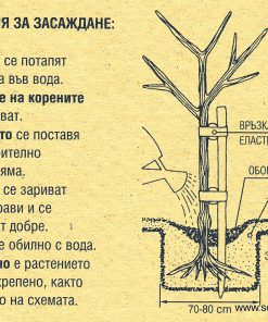 Лоза указания за засаждане