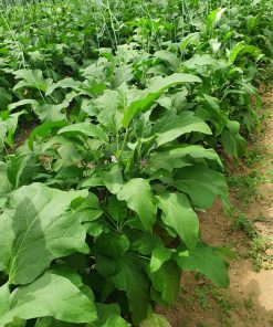 Патладжан Black Pearl F1 (Черна Перла F1) – Хибрид за рекордни добиви