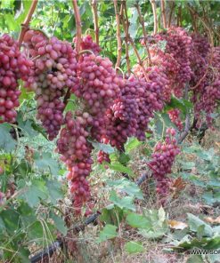 Лоза сорт Кишмиш лучисти - Червен безсеменен сорт десертно грозде