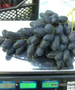 Лоза сорт Велика - Червен десертен сорт