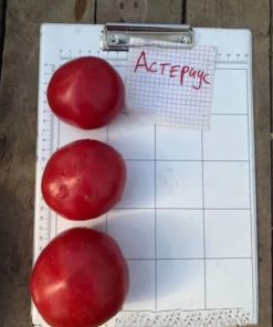 Домати Asterius F1 (Астериус F1) – Едроплоден розов домат