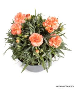 Карамфил Dianthus Sunflor® Cody (В контейнер)