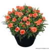 Карамфил Dianthus Sunflor® Cody (В контейнер)
