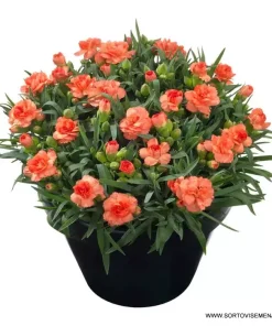 Карамфил Dianthus Sunflor® Cody (В контейнер)
