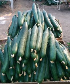 Краставици Defense F1 (Дефенс F1) – Дългоплоден хибрид без аналог за целогодишно производство