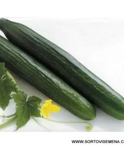 Краставици Bowing F1 (Боуинг F1) – Дългоплоден хибрид с балансиран растеж и високо качество