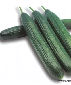 Краставици Bowing F1 (Боуинг F1) – Дългоплоден хибрид с балансиран растеж и високо качество