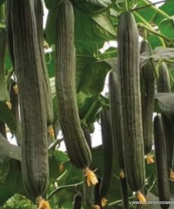 Краставици Braganza F1 (Браганза F1) – Хибридът за ранни сеитби