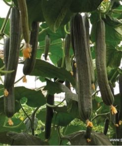 Краставици Braganza F1 (Браганза F1) – Хибридът за ранни сеитби