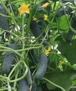 Краставици Bjorn F1 (Бьорн F1) – Ранен корнишон за различни условия