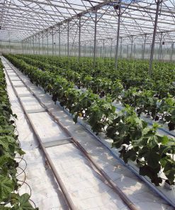 Краставици Kodiak F1 (Кодиак F1) – Наследникът на Дефенс за рекордни добиви