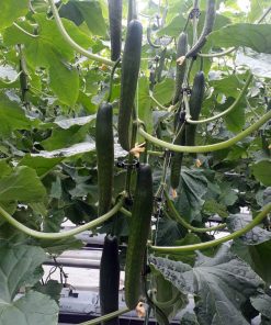 Краставици Kodiak F1 (Кодиак F1) – Наследникът на Дефенс за рекордни добиви