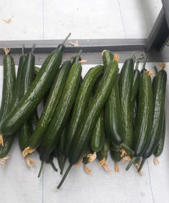 Краставици Kodiak F1 (Кодиак F1) – Наследникът на Дефенс за рекордни добиви