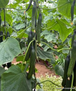 Краставици Чопър F1 (Chopper F1) Мощен хибрид на Enza Zaden